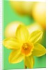 Yellow daffodil by Anonymous