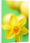 Yellow daffodil by Anonymous