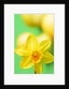 Yellow daffodil by Anonymous