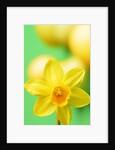 Yellow daffodil by Anonymous