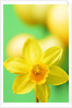 Yellow daffodil by Anonymous