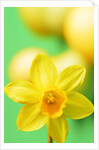 Yellow daffodil by Anonymous