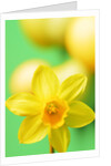 Yellow daffodil by Anonymous