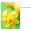 Yellow daffodil by Anonymous