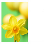 Yellow daffodil by Anonymous