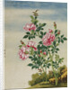 A Rose Chinese Watercolor by Anonymous