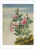 A Rose Chinese Watercolor by Anonymous