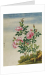 A Rose Chinese Watercolor by Anonymous