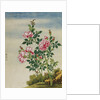 A Rose Chinese Watercolor by Anonymous