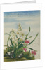 A Joss Flower, A Flower in Great Esteem Chinese Watercolor by Anonymous