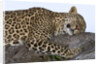 Leopard Asleep on Branch by Anonymous