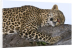 Leopard Asleep on Branch by Anonymous