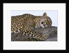 Leopard Asleep on Branch by Anonymous