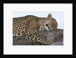 Leopard Asleep on Branch by Anonymous