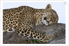 Leopard Asleep on Branch by Anonymous