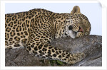 Leopard Asleep on Branch by Anonymous