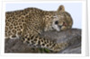 Leopard Asleep on Branch by Anonymous