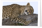 Leopard Asleep on Branch by Anonymous