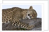 Leopard Asleep on Branch by Anonymous
