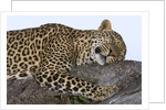 Leopard Asleep on Branch by Anonymous