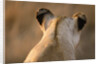 Back of Lioness' Head by Anonymous