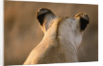 Back of Lioness' Head by Anonymous