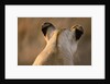 Back of Lioness' Head by Anonymous