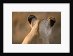 Back of Lioness' Head by Anonymous
