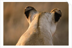 Back of Lioness' Head by Anonymous