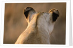 Back of Lioness' Head by Anonymous