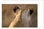 Back of Lioness' Head by Anonymous
