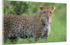 Leopard Watching, Lake Nakuru in Kenya by Anonymous
