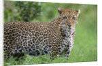 Leopard Watching, Lake Nakuru in Kenya by Anonymous
