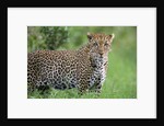 Leopard Watching, Lake Nakuru in Kenya by Anonymous