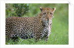 Leopard Watching, Lake Nakuru in Kenya by Anonymous