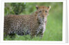 Leopard Watching, Lake Nakuru in Kenya by Anonymous