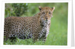 Leopard Watching, Lake Nakuru in Kenya by Anonymous