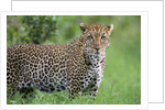 Leopard Watching, Lake Nakuru in Kenya by Anonymous