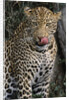 Leopard Licking Lips by Anonymous