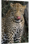 Leopard Licking Lips by Anonymous
