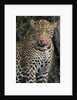 Leopard Licking Lips by Anonymous