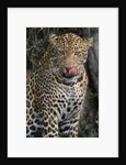 Leopard Licking Lips by Anonymous