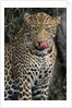 Leopard Licking Lips by Anonymous