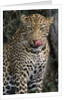 Leopard Licking Lips by Anonymous