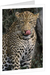 Leopard Licking Lips by Anonymous