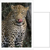 Leopard Licking Lips by Anonymous