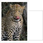 Leopard Licking Lips by Anonymous