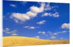 Cumulus Clouds and Wheat Fields in Fall, Washington by Anonymous