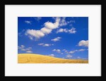 Cumulus Clouds and Wheat Fields in Fall, Washington by Anonymous