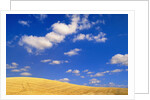 Cumulus Clouds and Wheat Fields in Fall, Washington by Anonymous